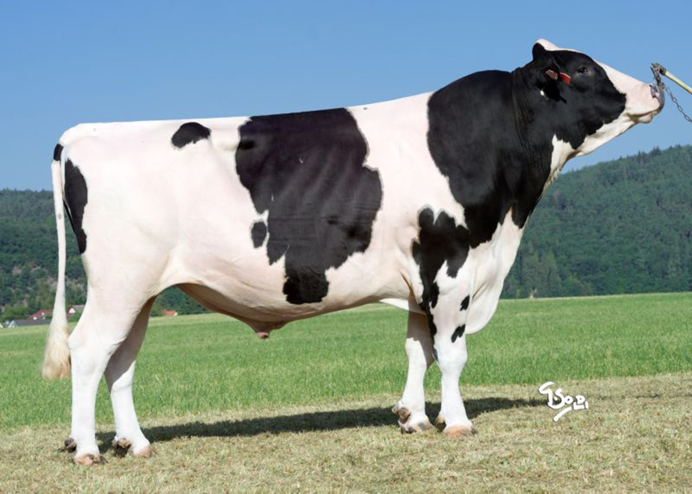 Freisian bull 75% cross breed